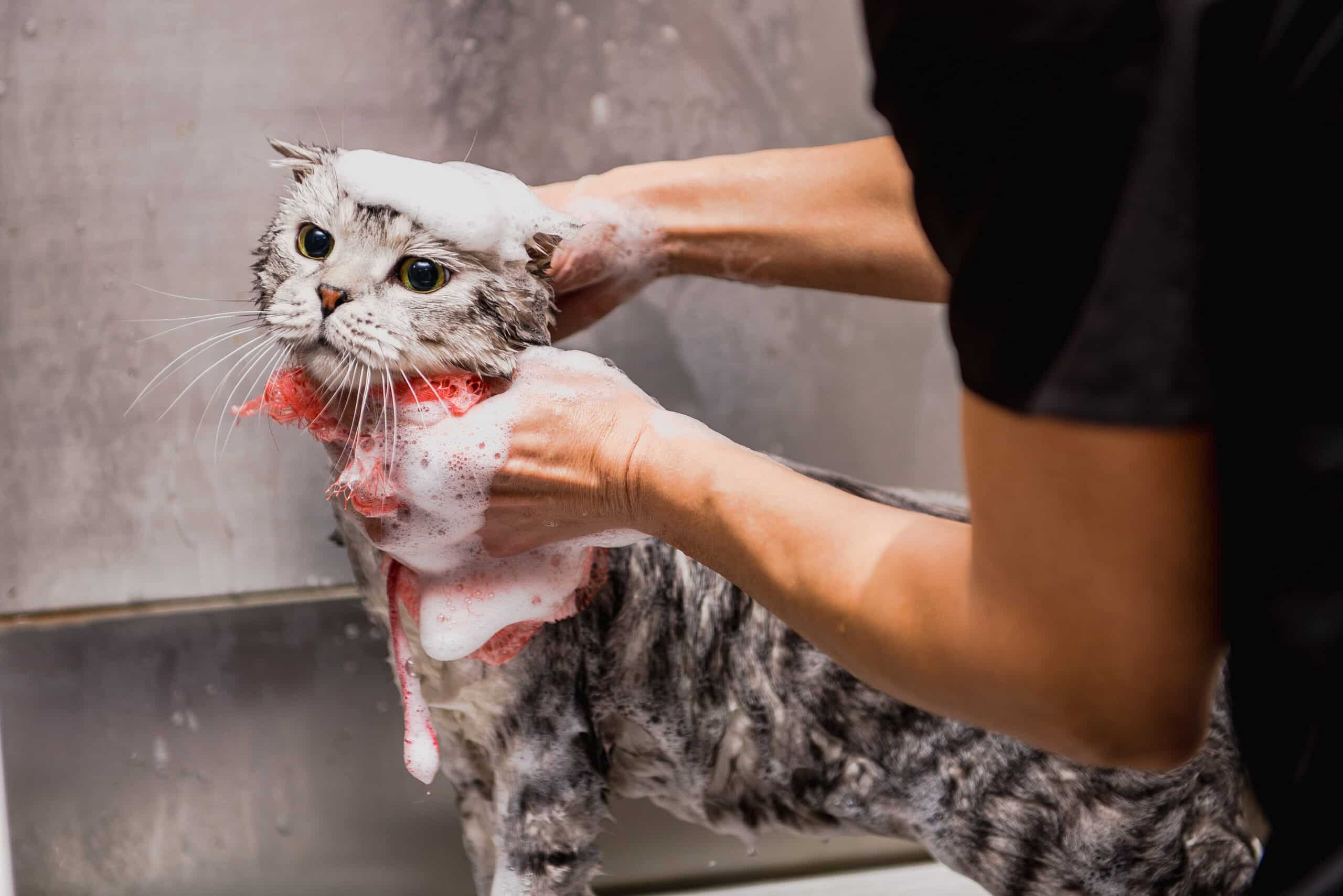 Gray tabby cat being bathed with sudsy soap on its head, held by a person’s hands in a stainless sink area.